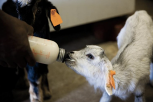 A baby goat, otherwise known as a kid, is bottlefed by a Langston University student.